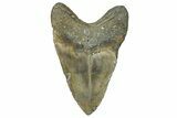 Large, Fossil Megalodon Tooth - North Carolina #370207-2